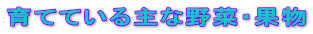 育てている主な野菜・果物